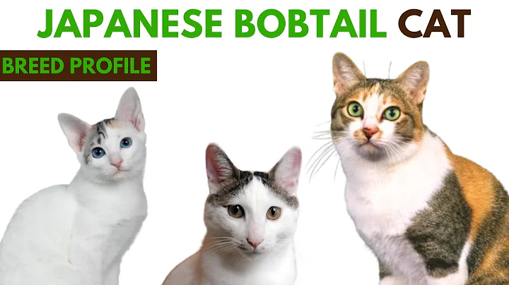 Video 9507161: bobtail breed, japanese bobtail, grooming