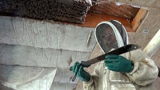 Are you serious? Using  a machete to remove a bee hive?