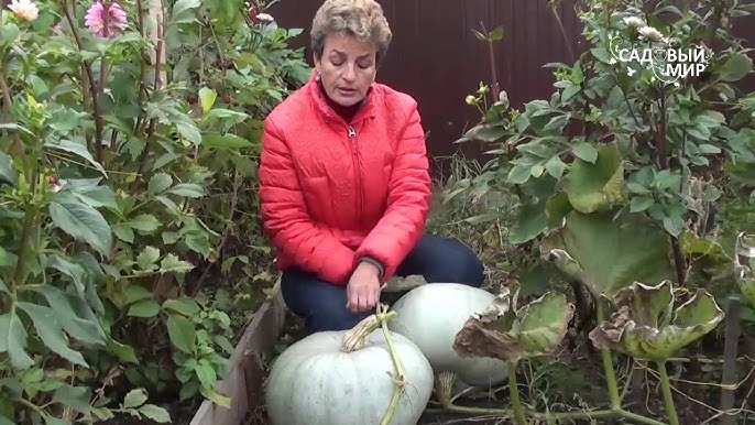 Выращивание рассады тыквы – пошаговая инструкция для начинающих