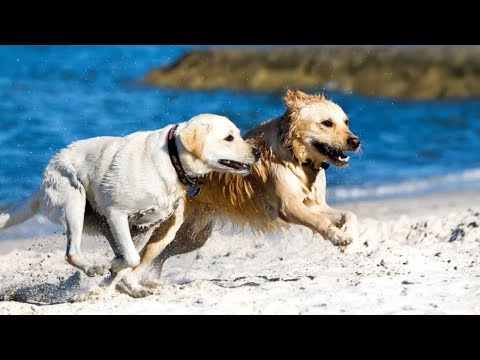 glucosamine-for-dogs---dog-hip-and-joint-supplement-product-review