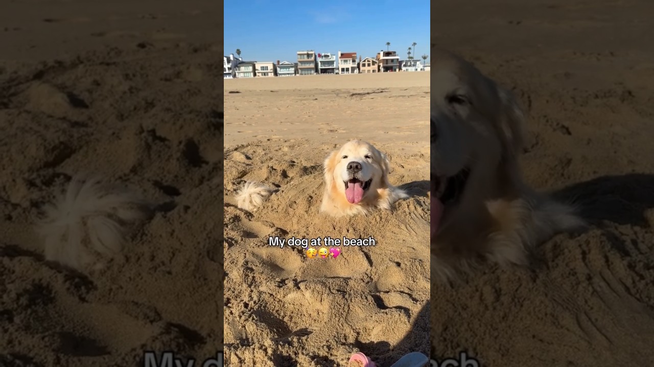 House is Jail and Beach is Heaven according to Maui 🏖🙃..#beach #fun #play #dogs #ytshorts #trending