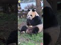 Such a cute voice #panda #trending #cute #viral