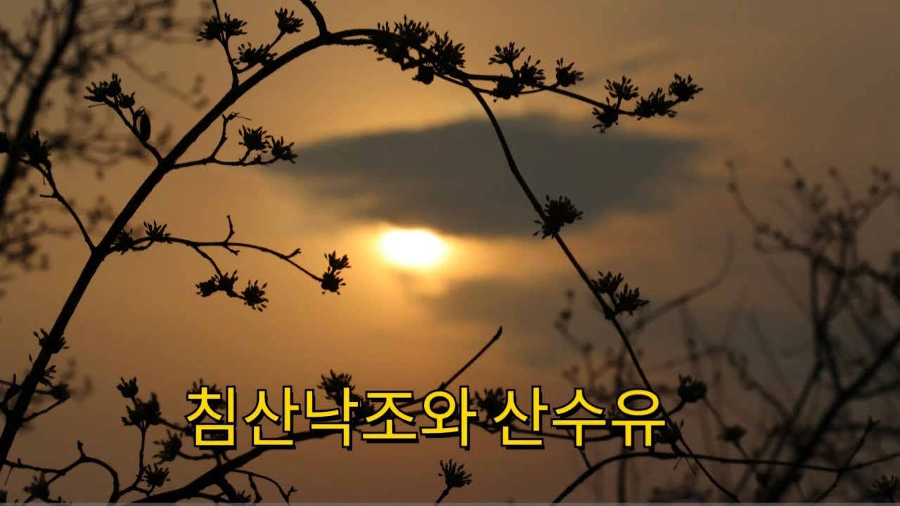 대구 침산공원의 산수유와 산수유