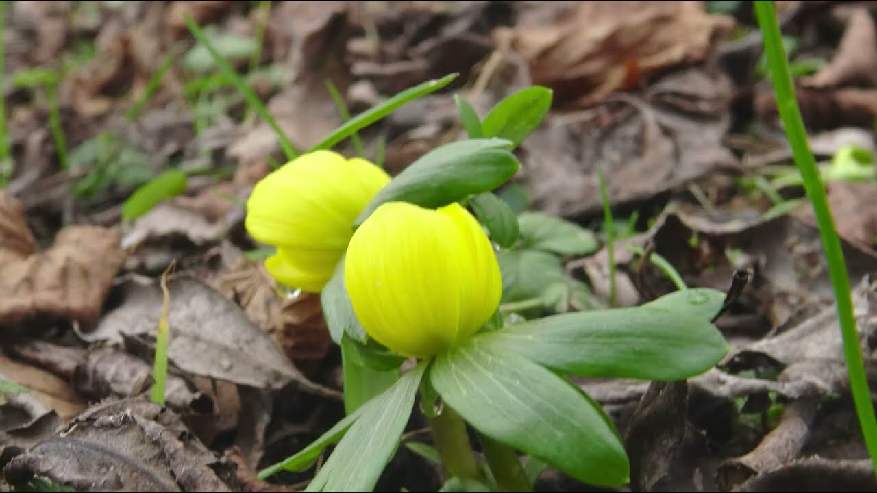 Sneeuwklokjes in bloei: Amsterdam