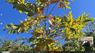 PluginInstaller: Installing on Windows