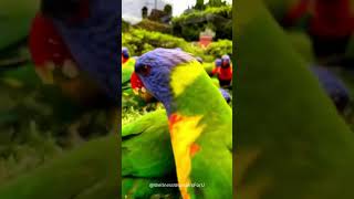 Thousands Of Parrots Gather Together