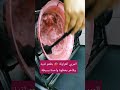 خطوة بسيطه خدت طعم المربي ف حتي تانية خالص Subscribe Shortsvideo Share Shortsfeed Shortvideo خطوة بسيطه خدت طعم المربي ف حتي تانية خالص Subscribe Shortsvideo Share Shortsfeed Shortvideo