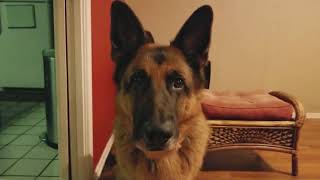 Dogbert the talking German Shepherd