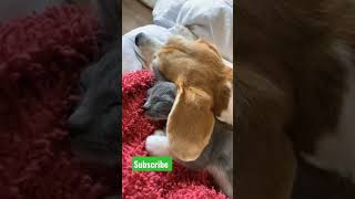 Funny Videos Funny Incidents Videos Caught On Camera Dogs Cats Kitty Funny Videos Viral Kids Adults