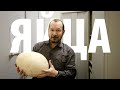Коллекция яиц: какое самое большое яйцо и зачем яйцам кайры такая форма? Игорь Фадеев