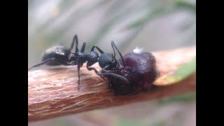 Black Dolly Ant collecting honeydew by Western Australian Insect Study Society 64 views 1 year ago 1 minute, 10 seconds