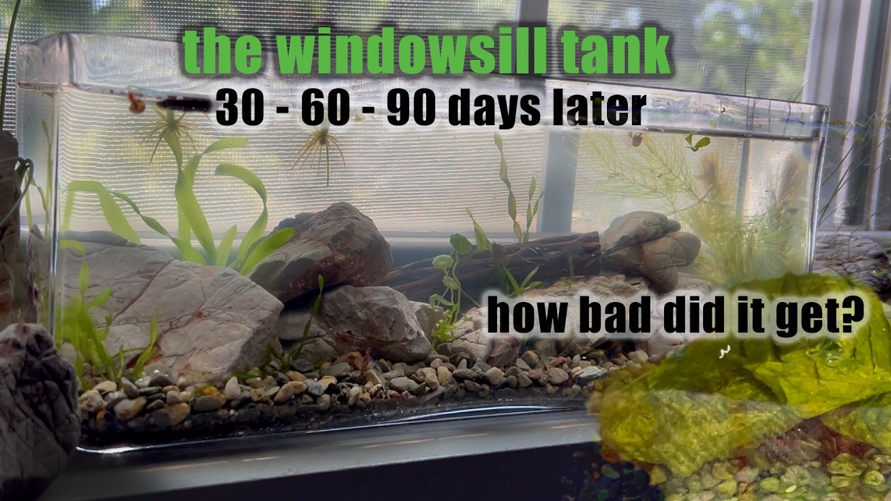 I Put a Tiny No Tech Fish Tank on my Windowsill... 90 Days Later!