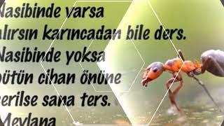 Halime Sayılgan Her Dua Nasibine Her Nasip Vaktine Esirdir