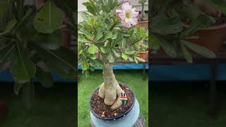 🌸😍 Amazing Adenium with Thick Trunk &amp; Blooming Flowers – Ever Seen This Before? 🌱✨