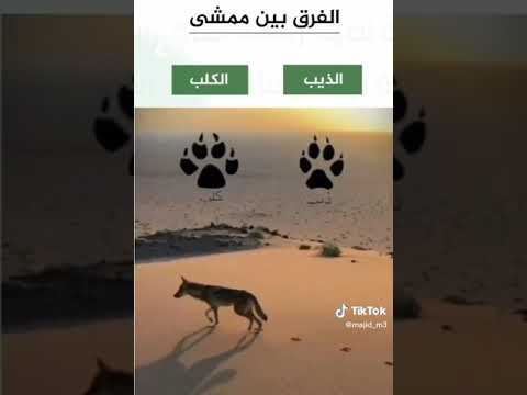 الفرق بين اثر الذيب واثر الكلب