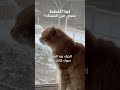 ليه القطط بتحب تبص من الشباك سلوك القطط الغريب والمثير 