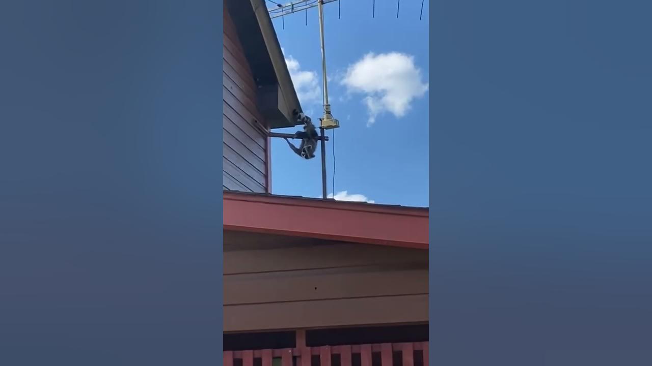 How to get raccoon out of chimney or attic YouTube