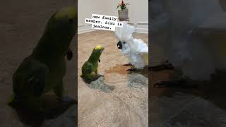 sisu #birds #cockatoos #cockatoobird #cockatoo #sisu #pet #funny #parrot #bird #amazon
