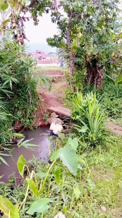 ngejala di bawah Sasak kecil di tepi sawah#fypage#ngejala