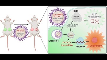 mPEG-PLGA from PolySciTech used in development of RNA delivery system for control of gene expression