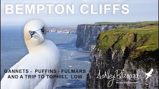 Discover the Spectacular Wildlife of Bempton Cliffs!