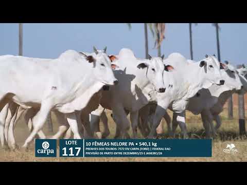 46º Mega Leilão Anual Carpa | LOTE 117