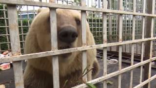 Two of Europe’s SADDEST BEARS rescued in Albania