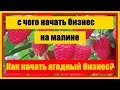 с чего начать бизнес на малине || Как начать ягодный бизнес?