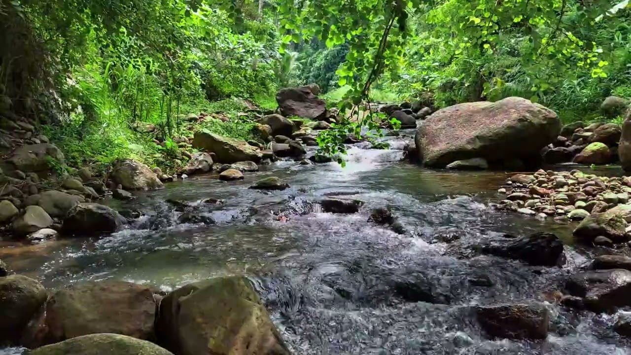 Peaceful Stream Flowing Through Dense Jungle for Study and Meditation