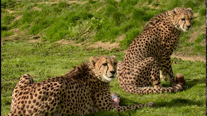 Feeding time with the Cheetahs