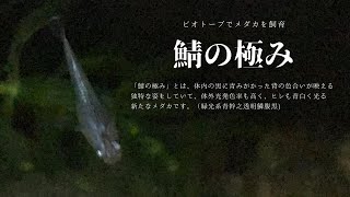 ビオトープのメダカ：鯖の極み(緑光系青幹之透明鱗腹黒)