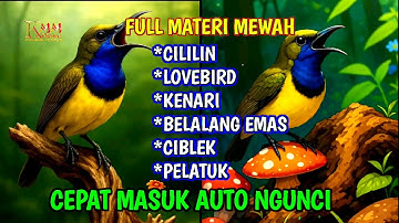 Cepat masuk auto ngunci‼️Masteran sogon full isian mewah