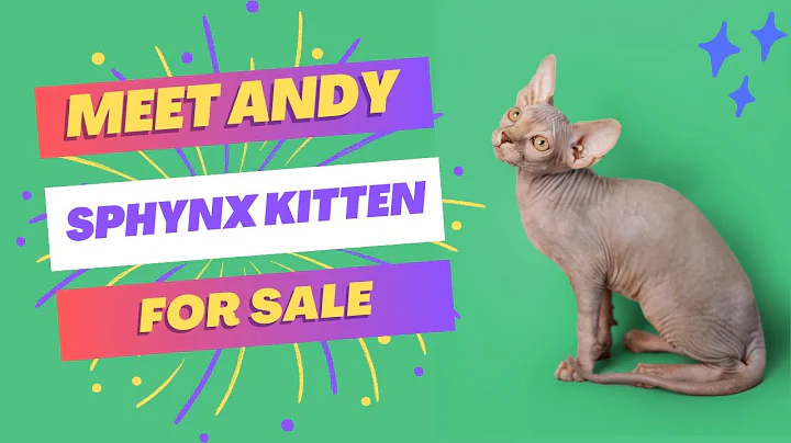 Watch the video about Andy Sphynx Kittens For Sale | Adorable and Healthy Felines | Purebred Kitties