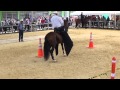 Campeonato caballos trote y galope San Antonio del Tequendama