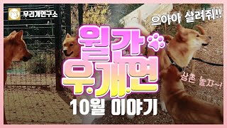 월간우개연 10월 현주네 아가들 일상 [자막없음] 진돗개 우리개 일상 브이로그 우개연 VLOG 강아지일상 강아지브이로그 진돗개