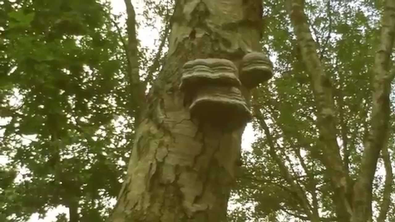 Buscraft Tinder Fungus, Harvest, and Process Amadou For Fire Lighting