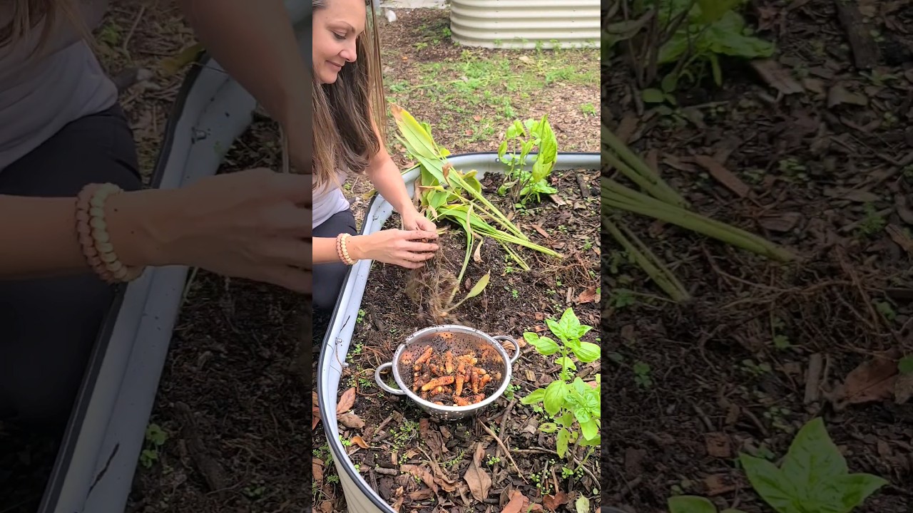 How & When to Harvest Turmeric. How to Store Turmeric #garden #grow #tumeric