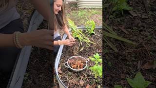How & When To Harvest Turmeric. How To Store Turmeric