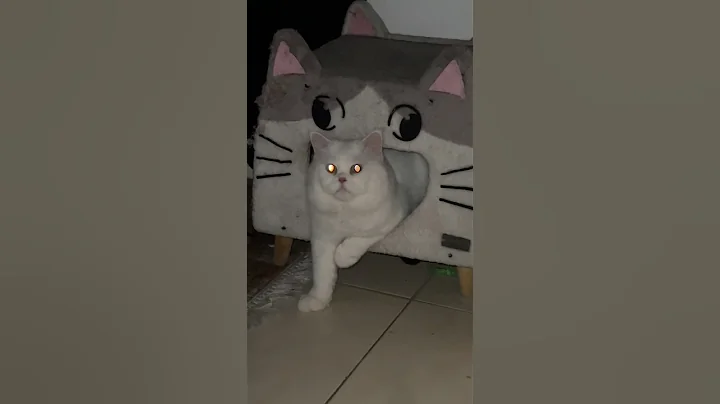 Video 11871701: scottish fold, cat scottish, persian cat, cat pets cute love