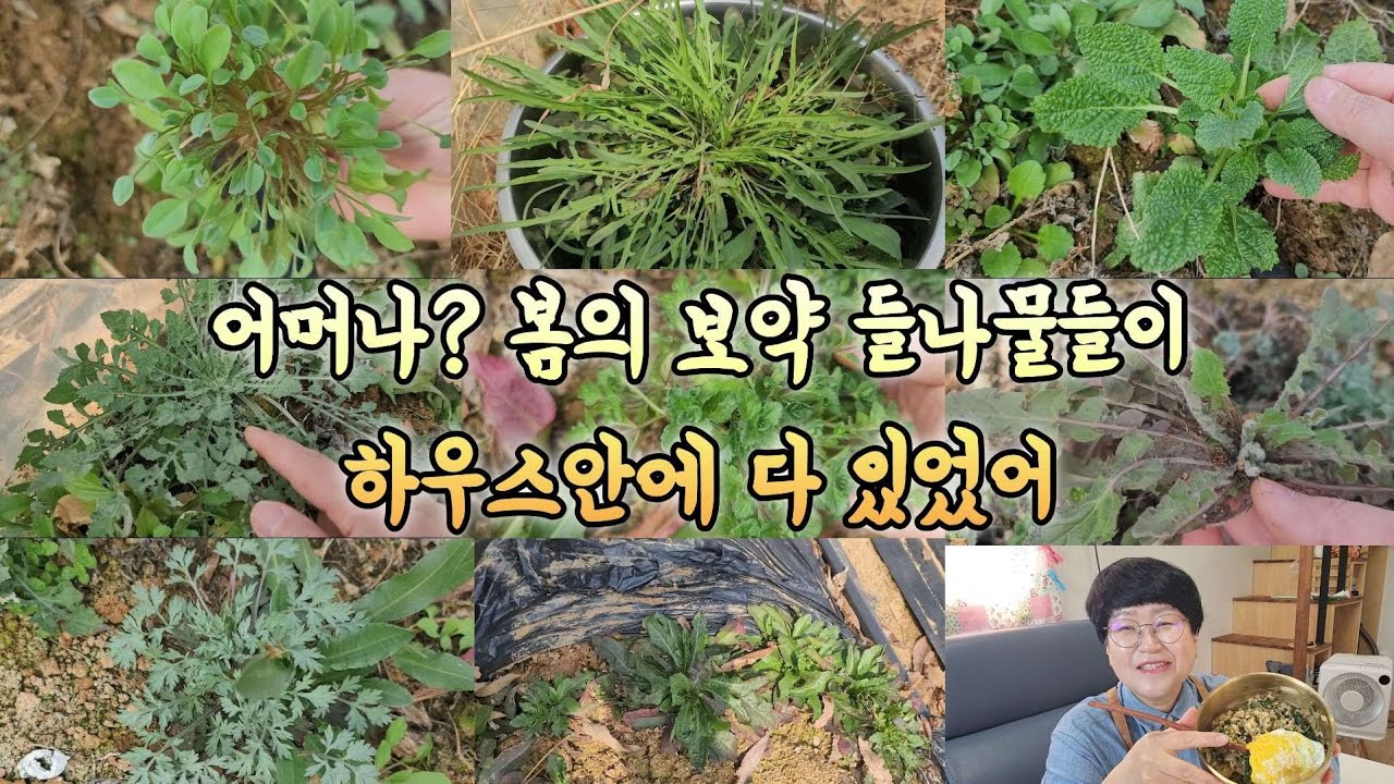 봄의 보약 들나물들이 하우스안에 다 있었어 죄송합니다 제가 먼저 먹을게요