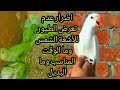 فوائد الشمس لطيور الزينة اكثر مما كنت تتوقع ستندهش 