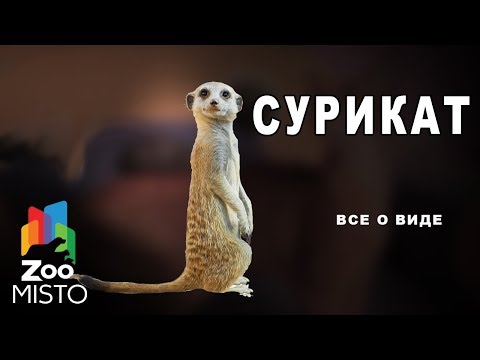 Сурикат - Все о виде млекопитающих | Вид млекопитающих сурикат