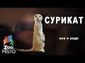 Сурикат - Все о виде млекопитающих | Вид млекопитающих сурикат