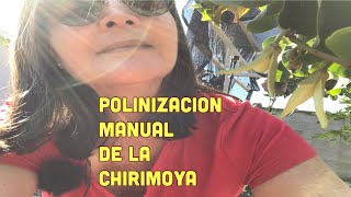 Polinizacion manual de la chirimoya