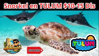 El snorkel más BARATO de Tulum: TORTUGAS Y MANTARRAYAS por $10 USD CHEAPEST TOUR
