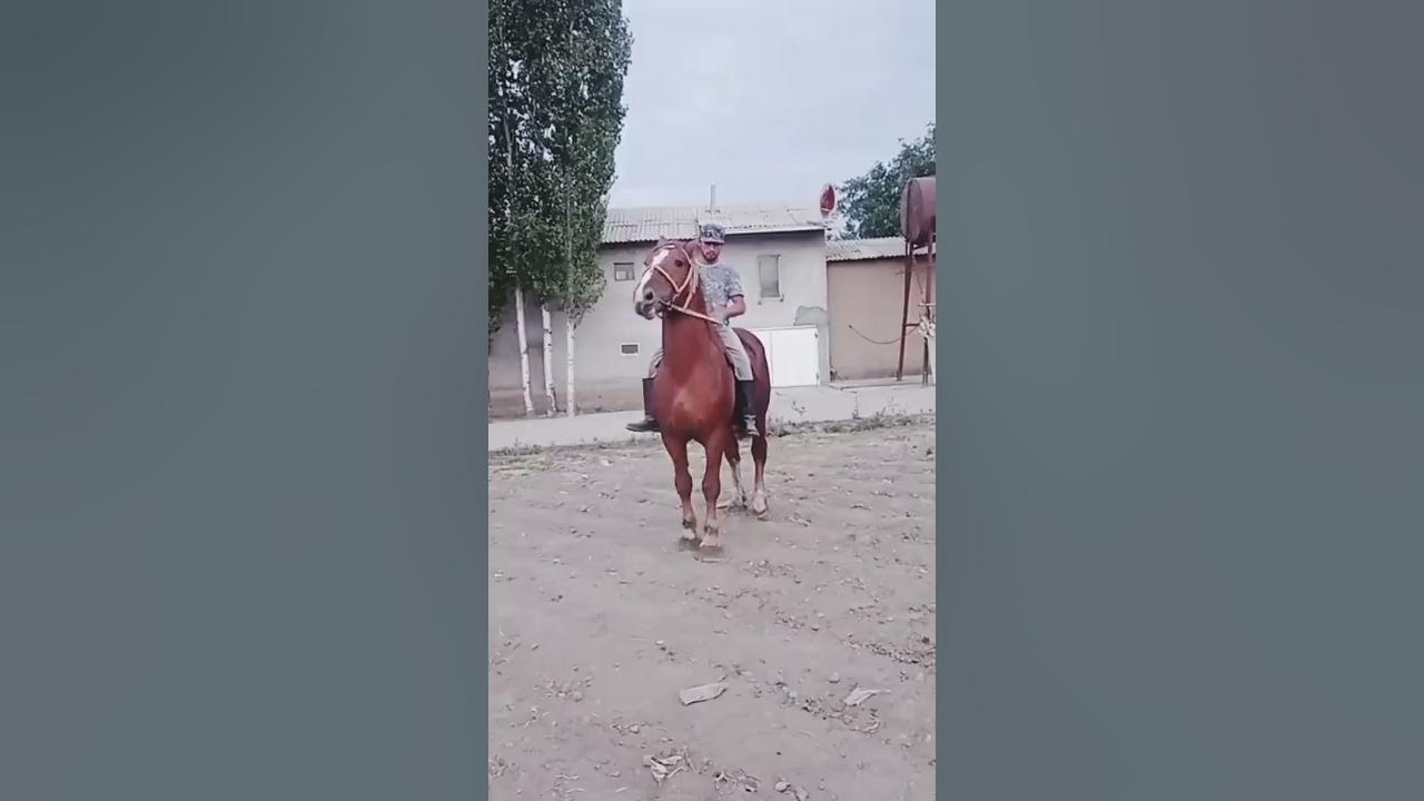 Мындай болот чыныгы улакчы Ат турушуна кара чиркин улагына жооп ...