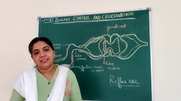 Class 10 Control and coordination Reflex action