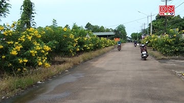 Rực rỡ những tuyến đường hoa đón xuân