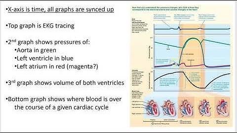 2402 Lecture Chapter 18 Heart 6 PowerPoint Screencast