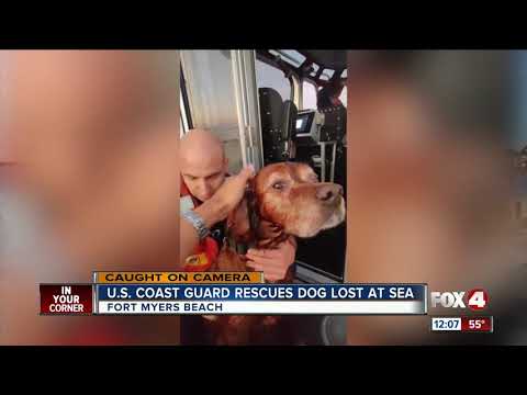 Video: Pet Scoop: Coast Guard sparer fortapt hund fra frossen sjø, NBC Sponsors Guide Dog Training